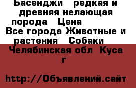 Басенджи - редкая и древняя нелающая порода › Цена ­ 50 000 - Все города Животные и растения » Собаки   . Челябинская обл.,Куса г.